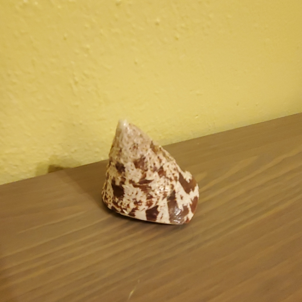 Seashell
